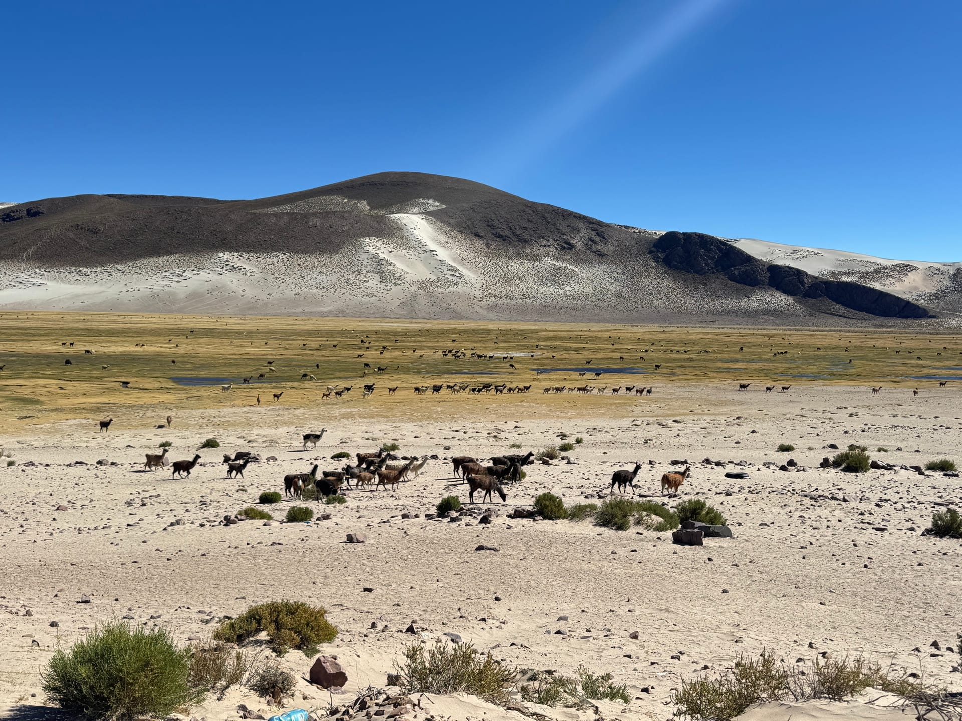 Troupeau de lamas dans une plaine d'altitude sur la route de Potosi