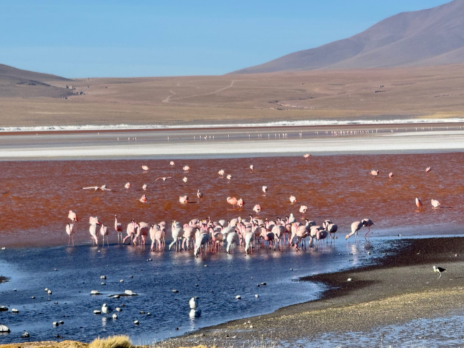 Laguna colorada