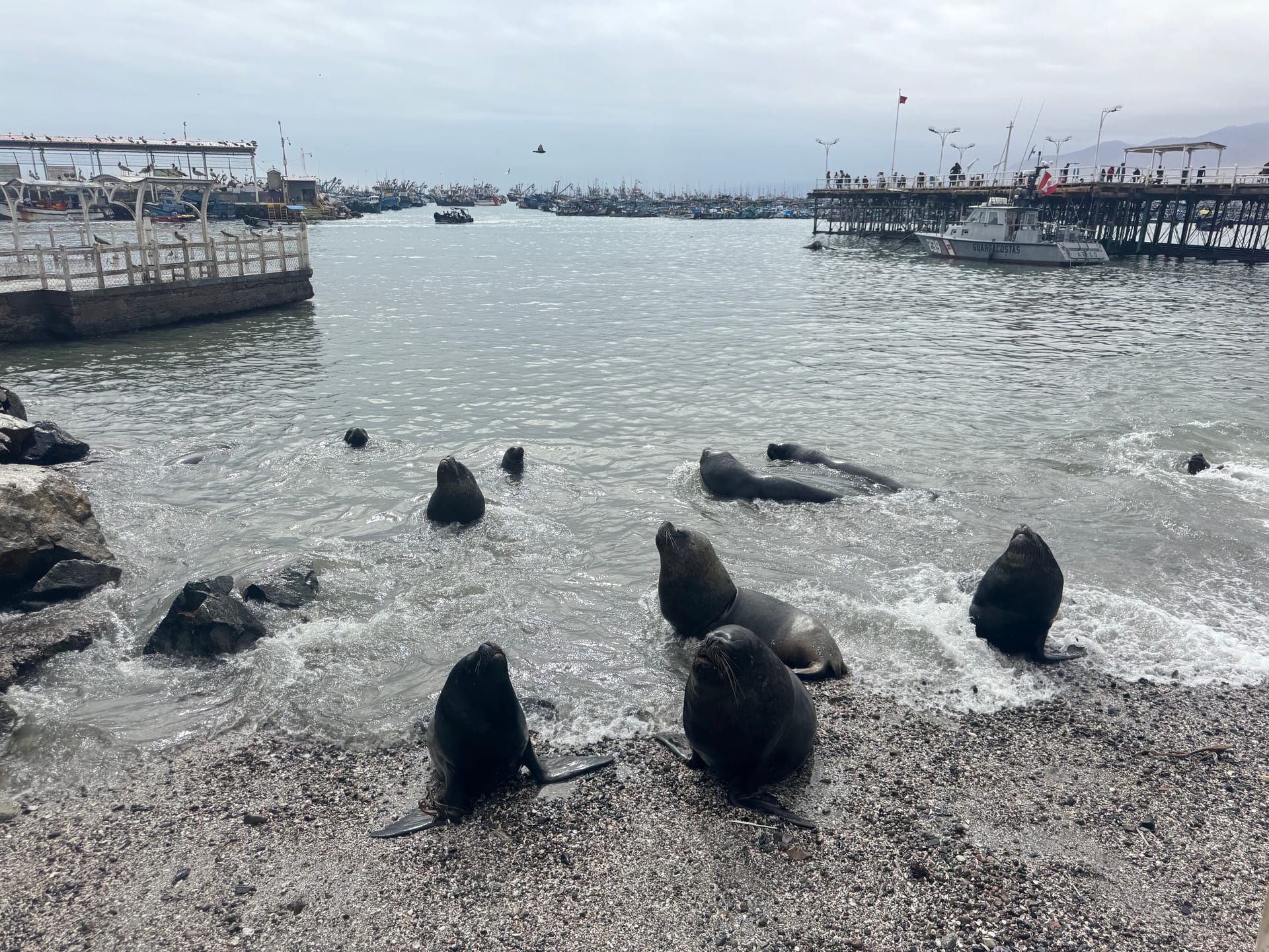 Lions de mer sur la plage du port de pêche d'Ilo