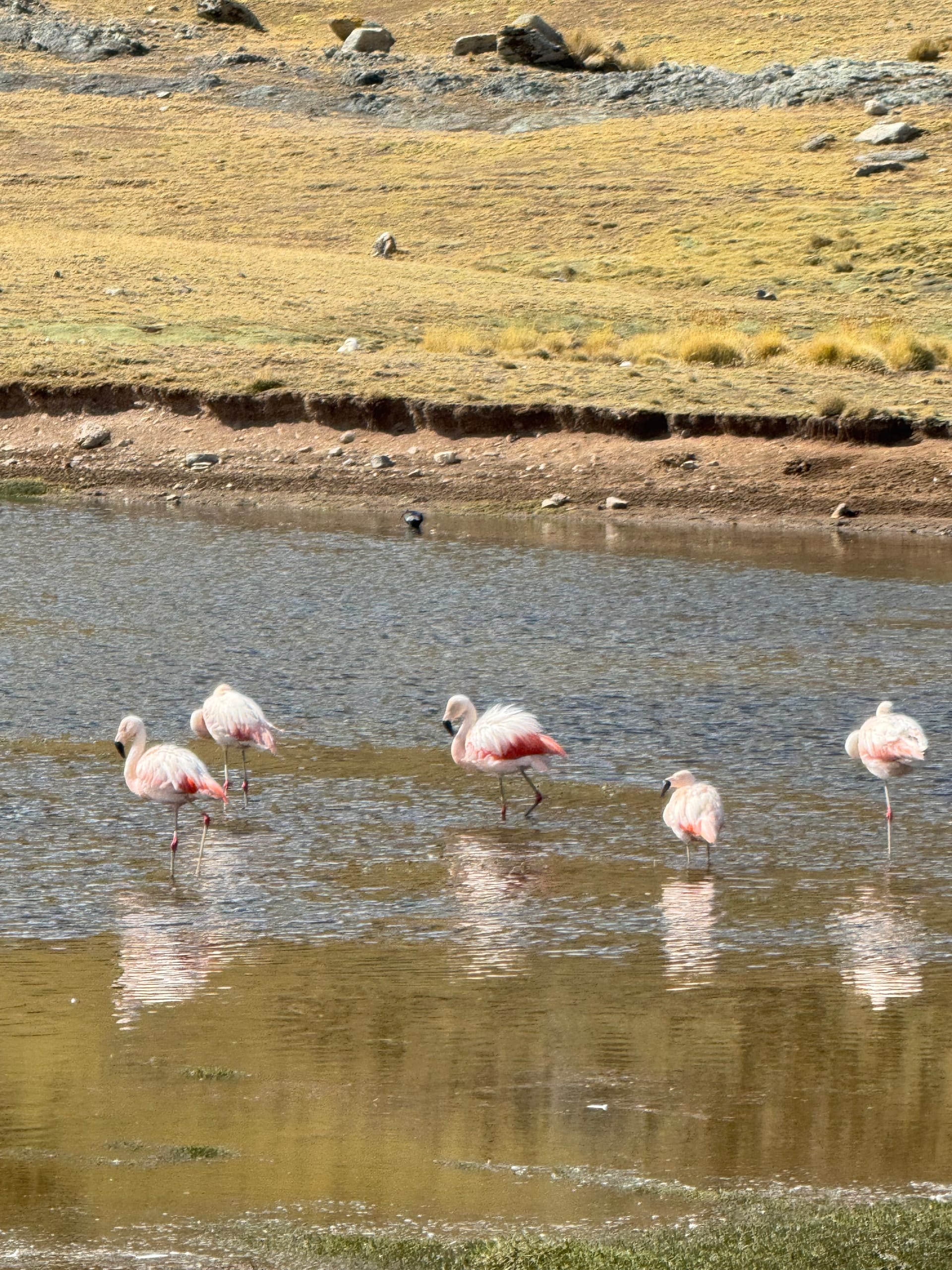 Flamants roses dans une lagune d'altitude au Pérou